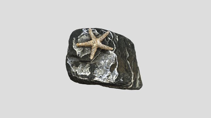 Starfish 3D Model
