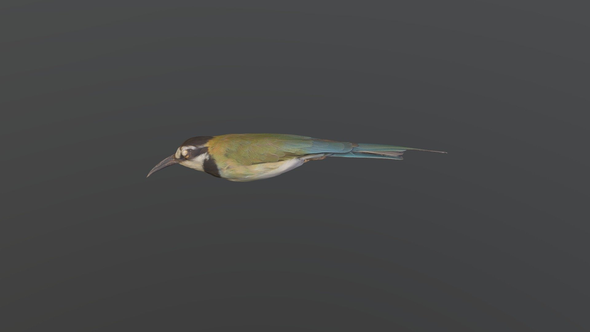 White-throated Bee-eater - Merops albicollis — Sketchfab embed 3D viewer