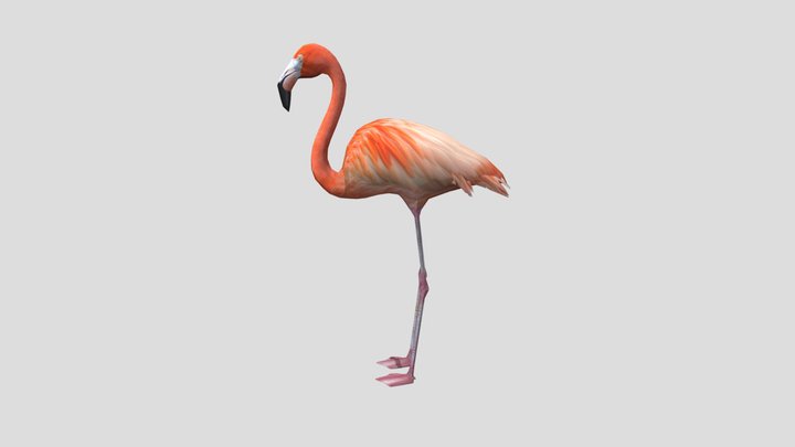 American_flamingo_obj 3D Model