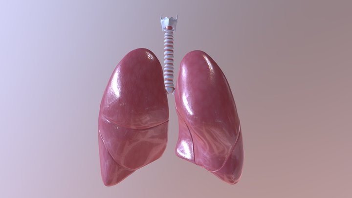 Lungs 3D Model