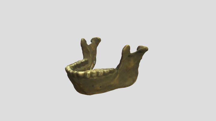 HomoErectusJaw Custom 3D Model