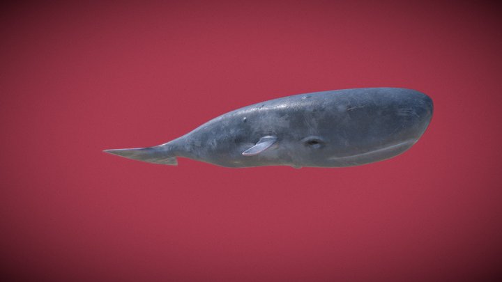 Whale 3D Model