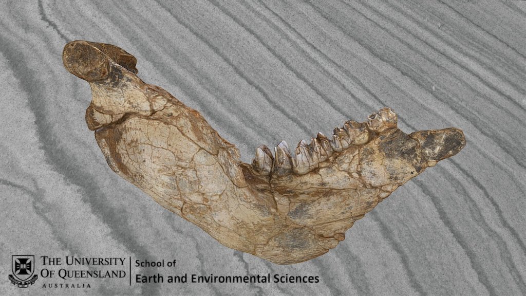 Diprotodon Mandible (Right)