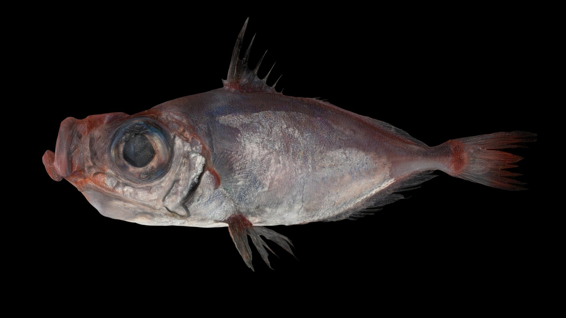 深海魚 未同定 Deep-sea fish, Unidentified yet
