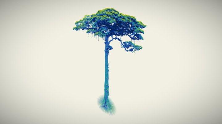 Jequitiba of the atlantic rainforest, Brazil 3D Model