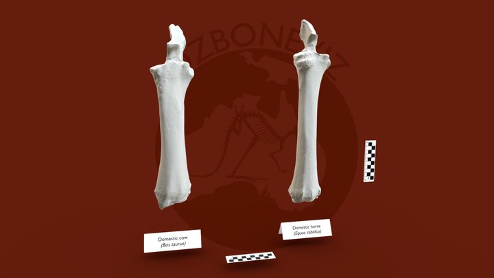 Large mammal radio-ulnae 3D Model