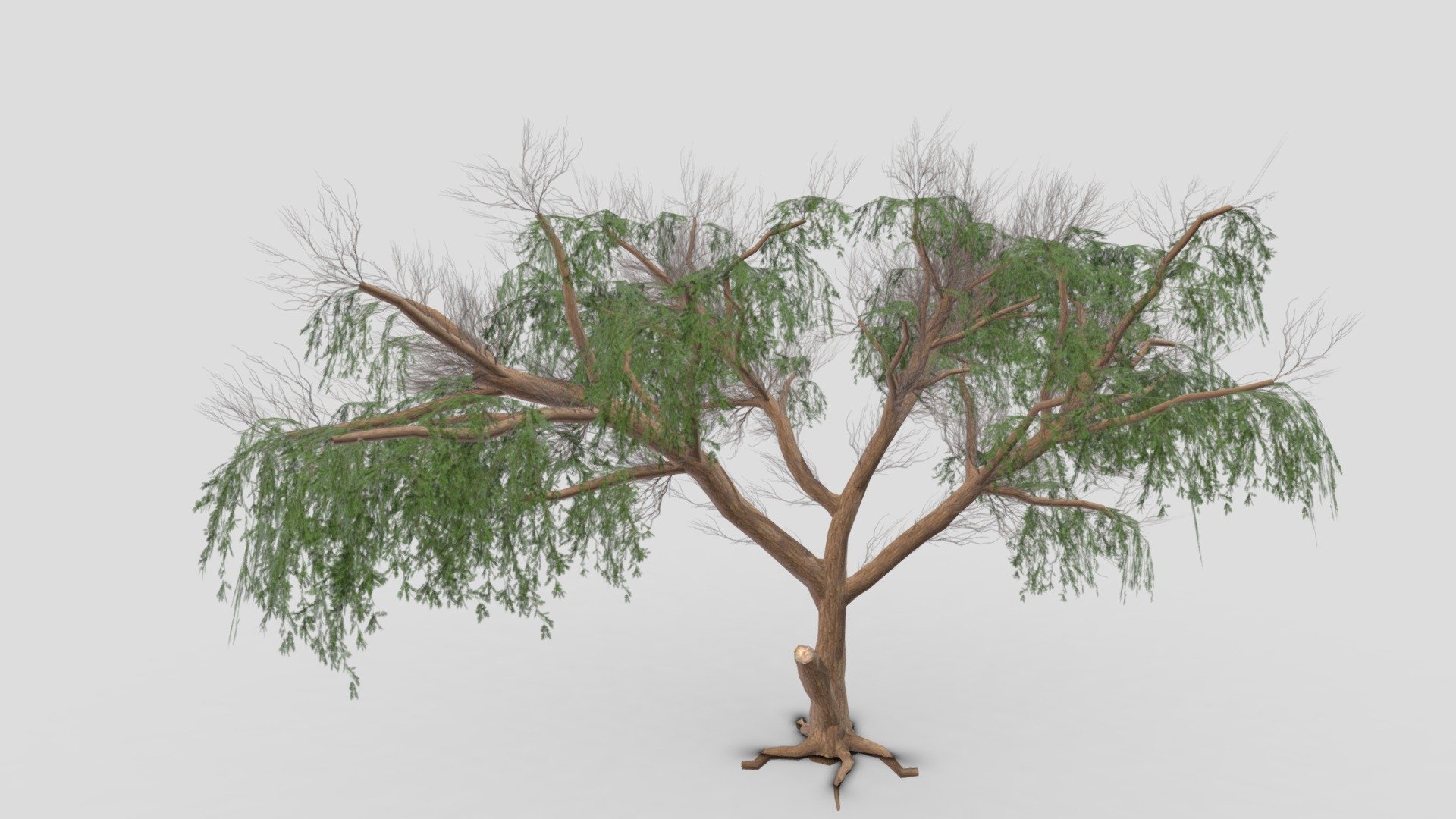 Prosopis Tree- 11 - Buy Royalty Free 3D model by ASMA3D [245d1e0 ...