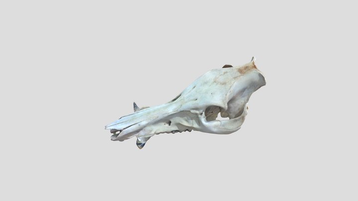 Sus_domesticus_M_SAP.ZOO.114_sca