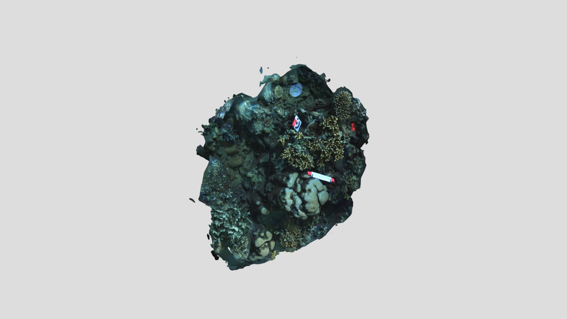 Porites cylindrica