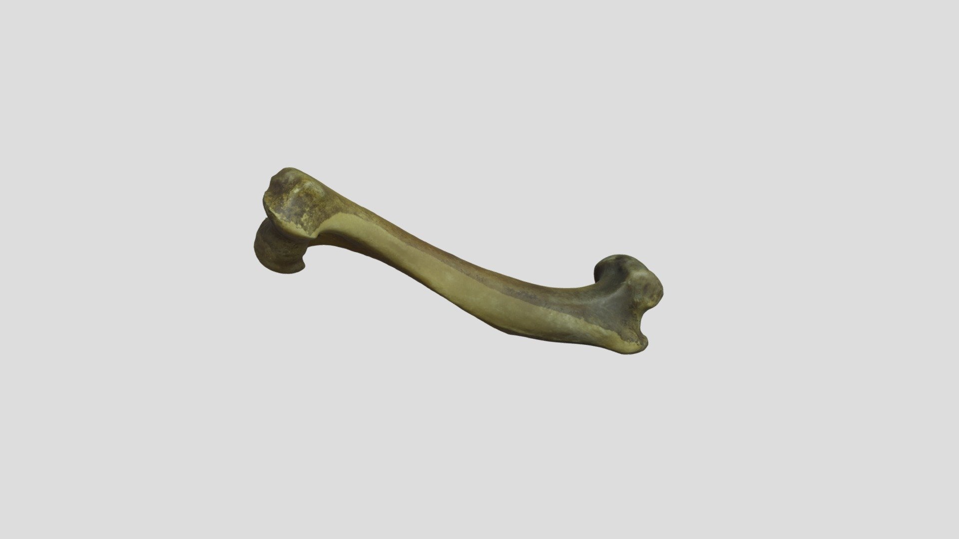 Basenji (Canis familiaris) Humerus