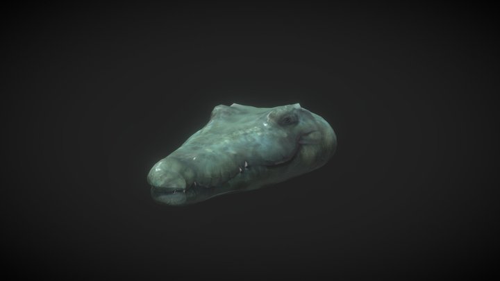 Croc_sketchfab 3D Model