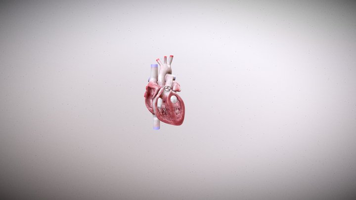 heart 3D Model