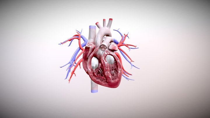 心脏代偿机制 3D Model