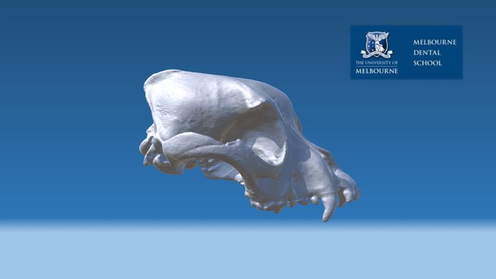 Canine (Dog) skull with malocclusion 3D Model