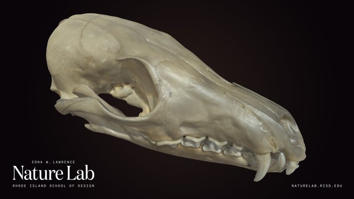 Red Fox Skull – Kostenloses 3D-Modell STL