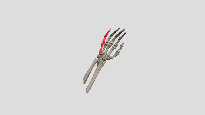 Dedo-Menique 3D Model