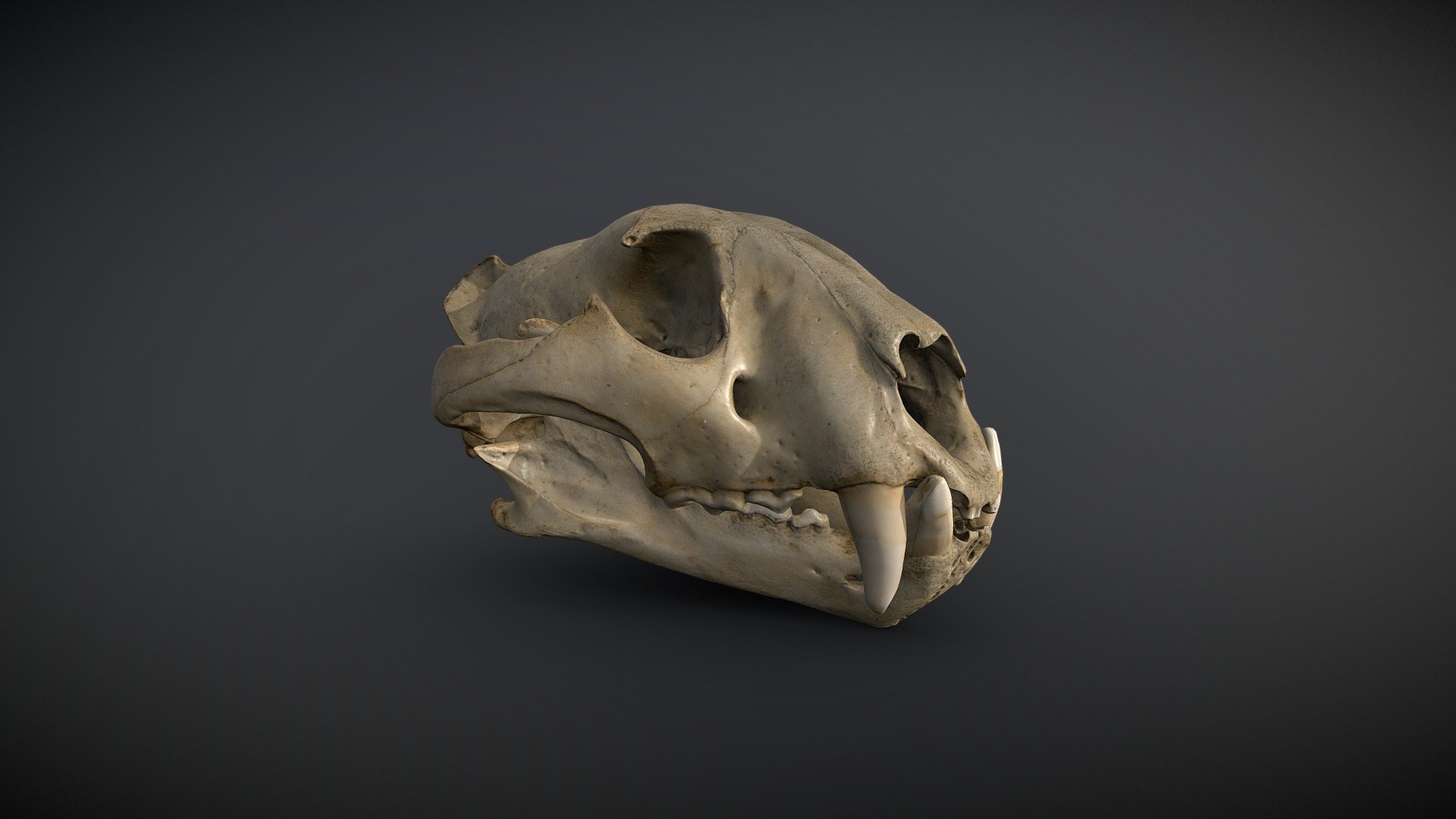 Tiger Skull - 3D model by propmaster [24831e6] - Sketchfab