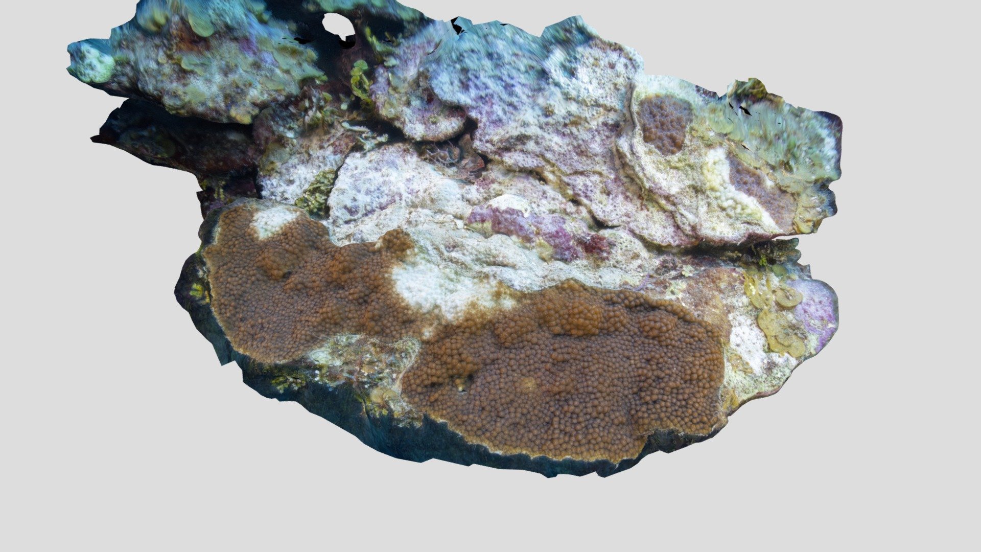 Boulder Star Coral / Orbicella franksi