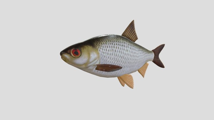 Särki - Mört - Rouch 3D Model