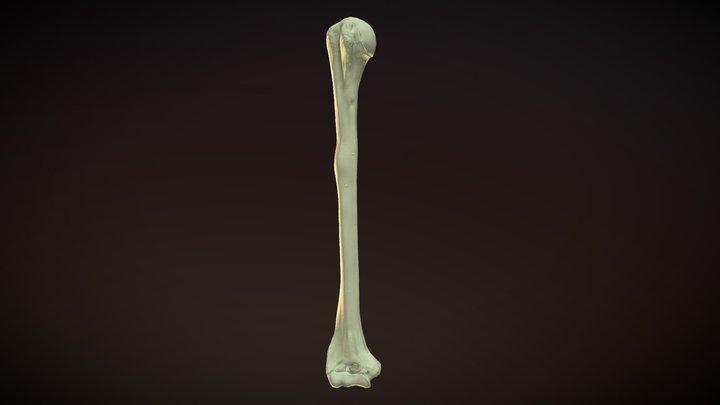 Right Humerus - Arm Bone 3D Model