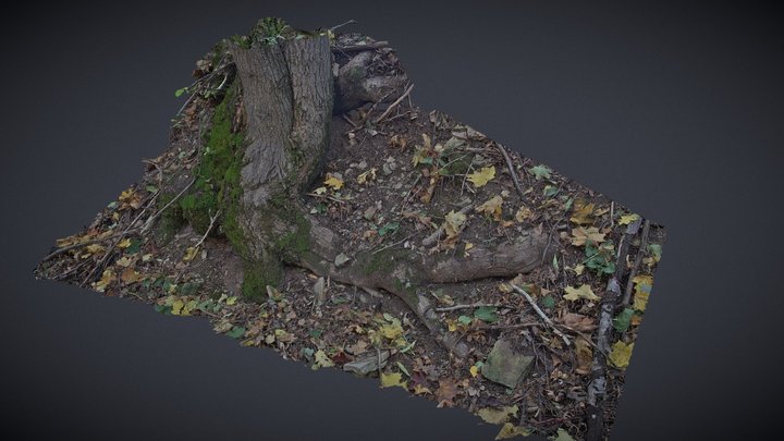 A Tree Trunk on Slope 3D Model
