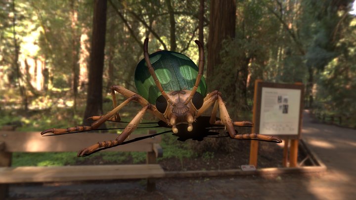 Bombardier Beetle