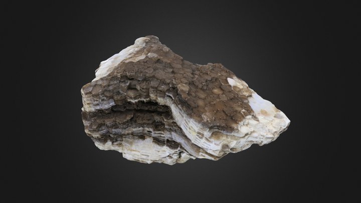 Tabulate coral: Favosites favosus (PRI 76737) – Modelo 3D gratuito STL