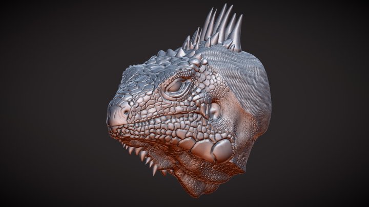 IGUANA HEAD STUDY 3D Model