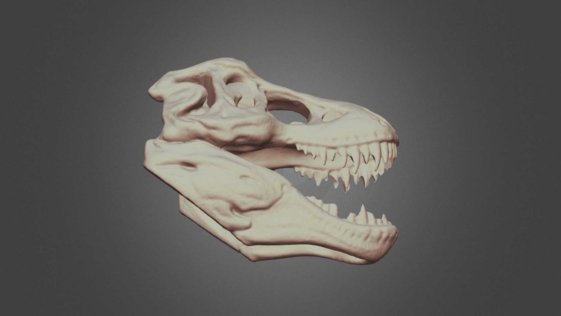 Tyrannosaurus skull（by Revopoint POP 2） - 3D model by Revopoint 3D ...