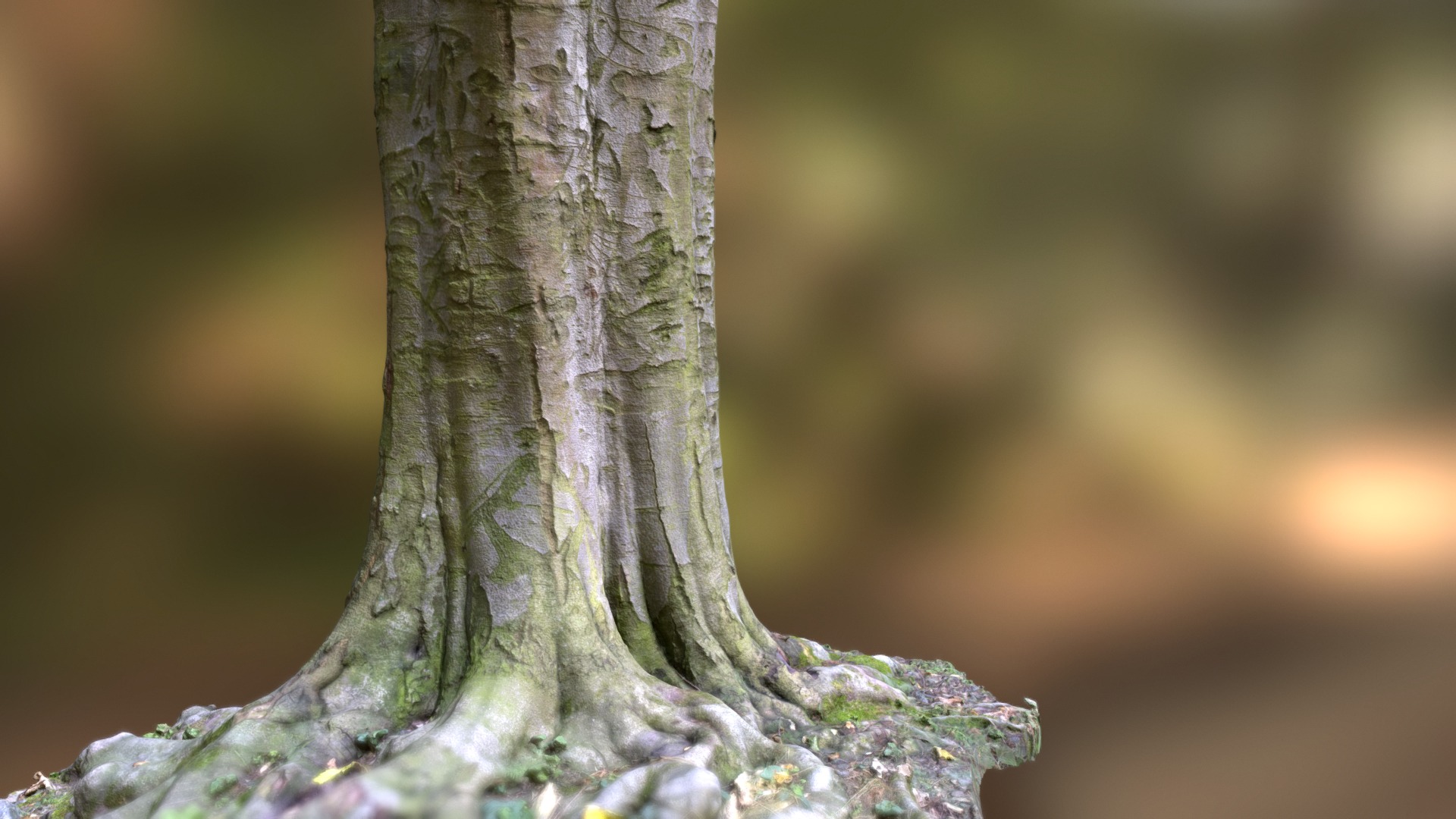 3D model Old Beech Tree - This is a 3D model of the Old Beech Tree. The 3D model is about a close up of a tree trunk.