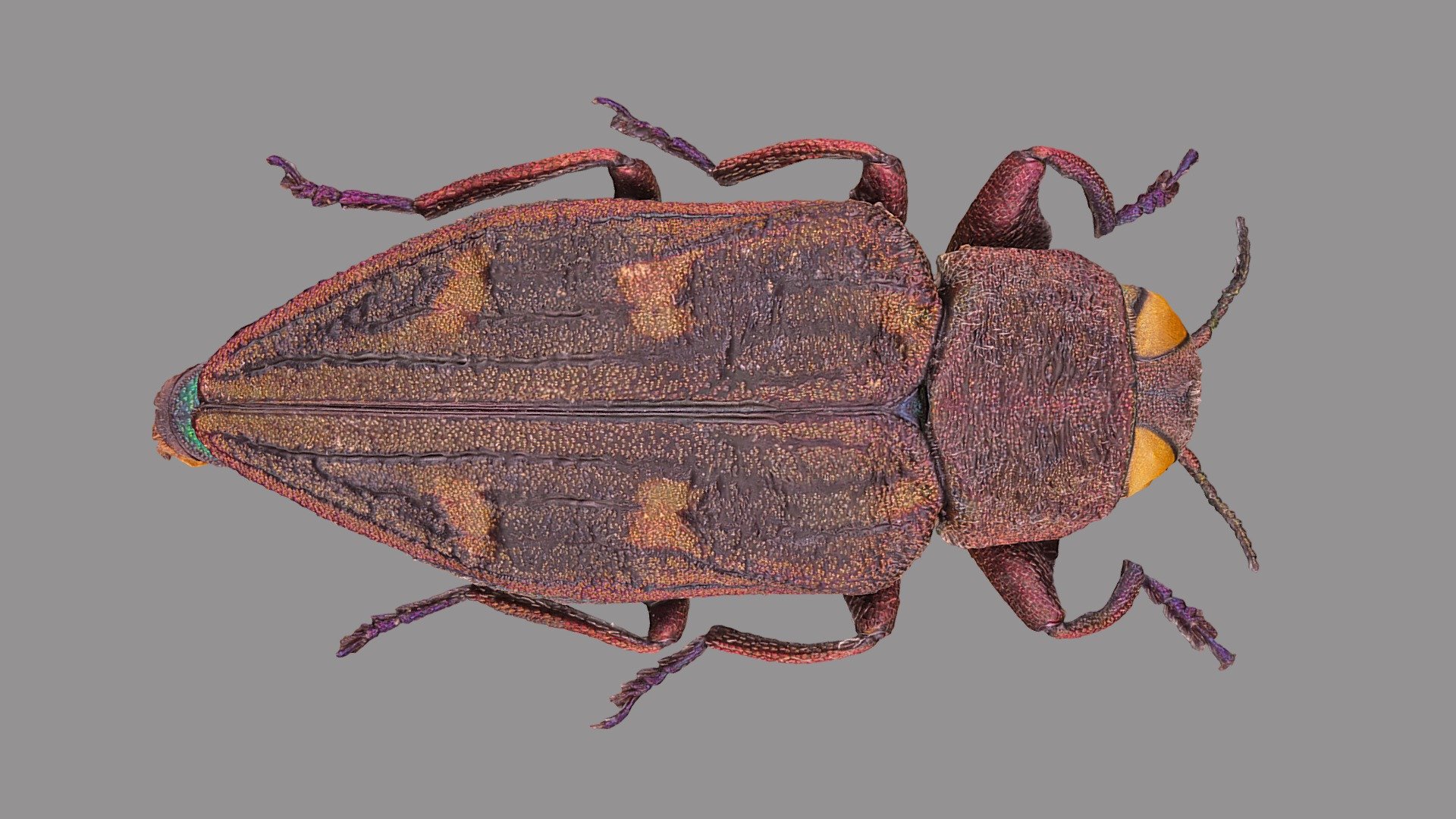 Chrysobothris chrysostigma 3D model by VirNat [2494ec8] Sketchfab