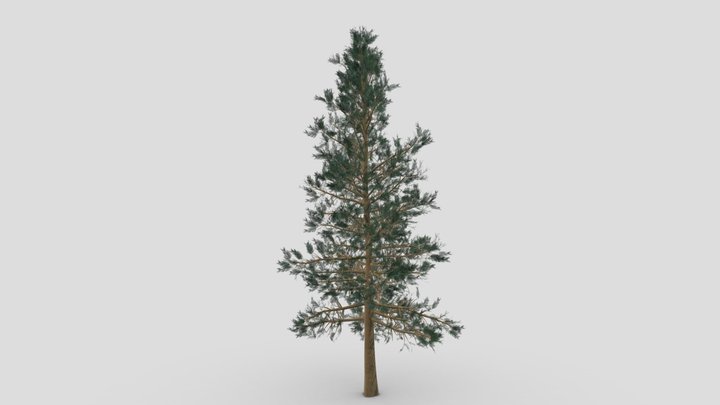 Pine Tree- 01 3D Model