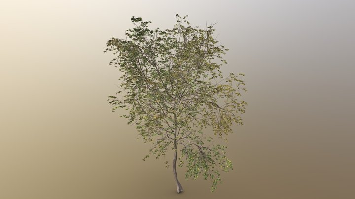 Tree Sapling 3D Model