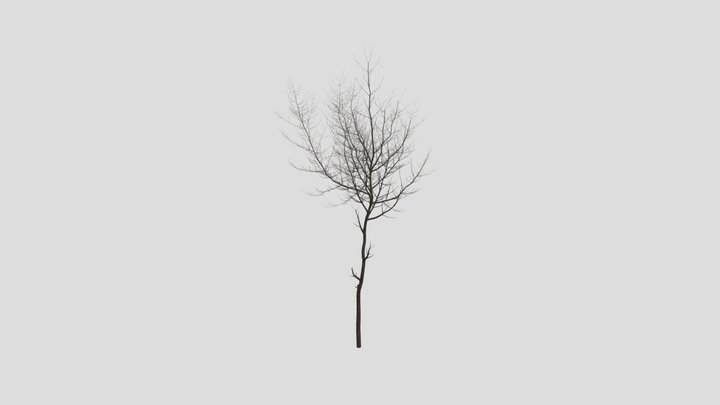 Norway Maple Tree – Modèle 3D gratuit STL