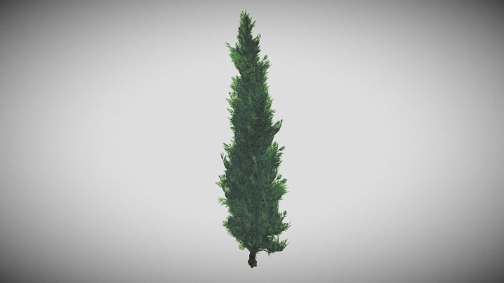 Cypress tree 3D Model