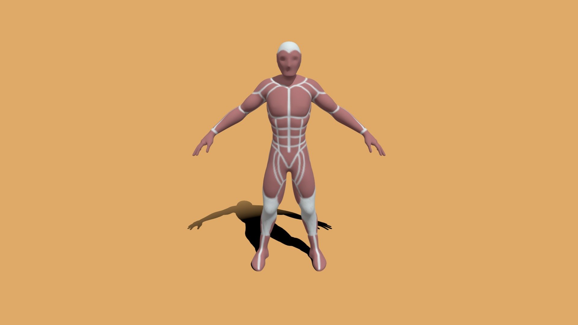 2283_Vitali_Thibault_Anatomie