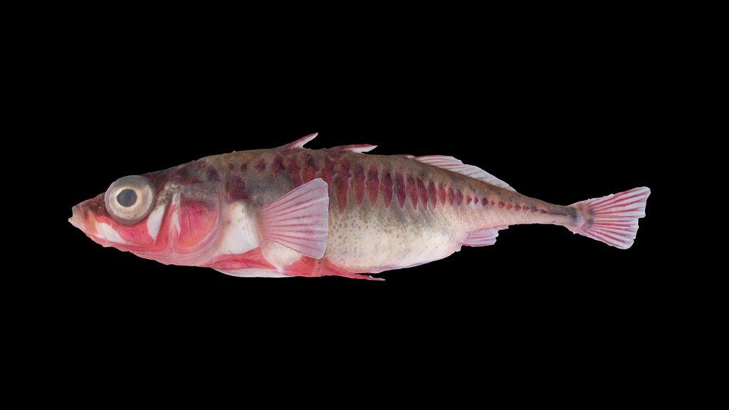 Mile 88 Lake Seward Highway - Resident fish - A 3D model collection by ...