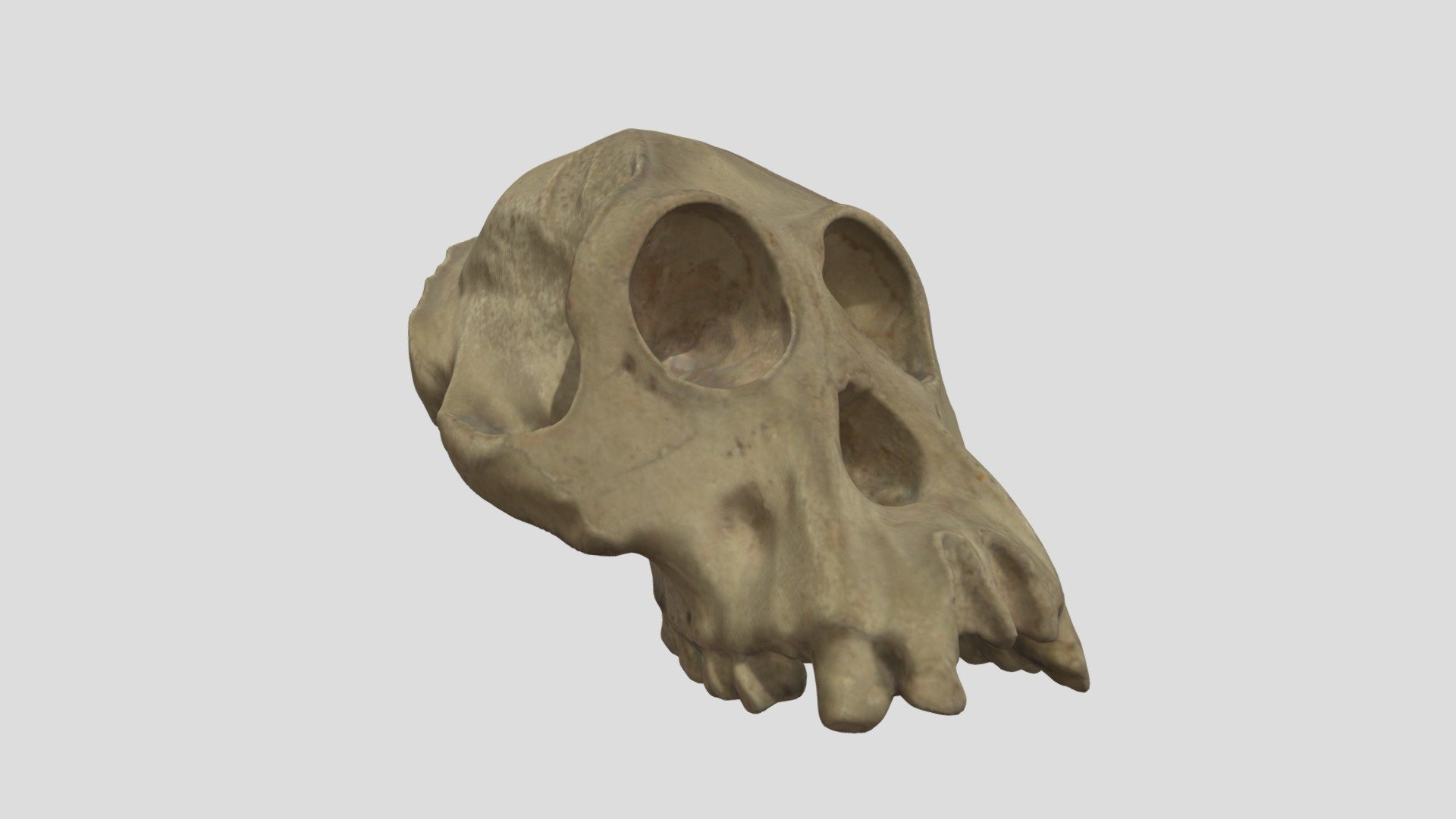 Crâne 34