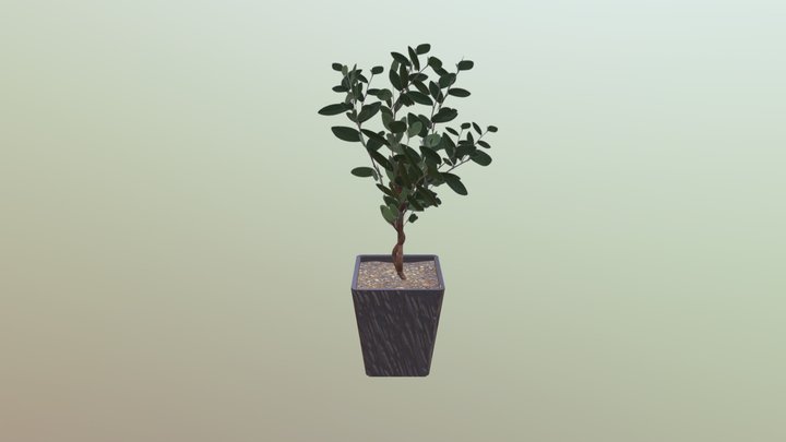 Ficus 3D Model