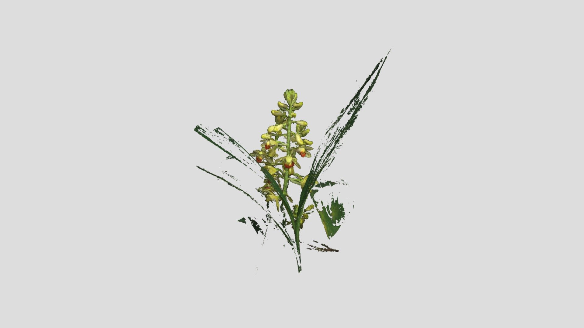 Phaius flavus - 岩石蘭