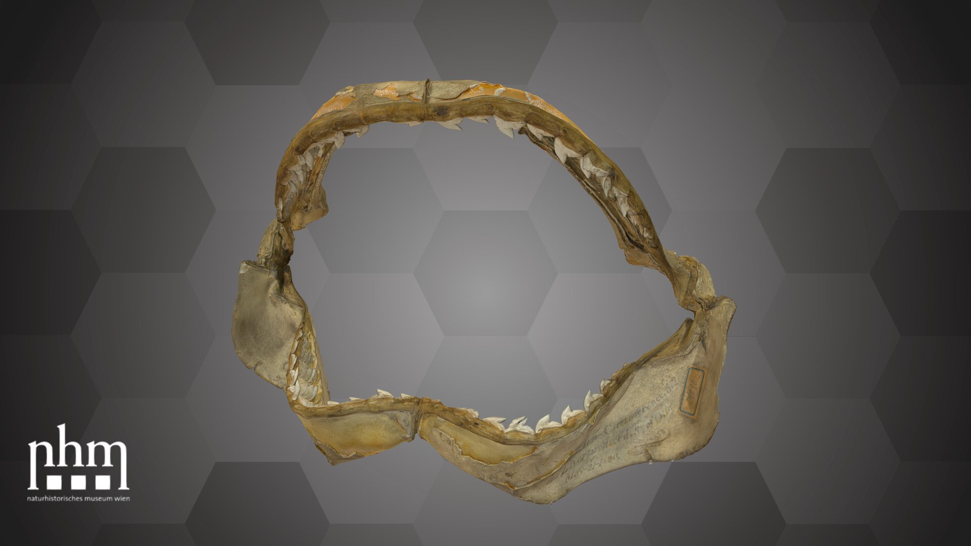 Tiger Shark Jaw (NHMW-Zoo-FS 50080)