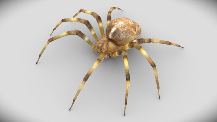 Orb-weaver Spider 3D Model