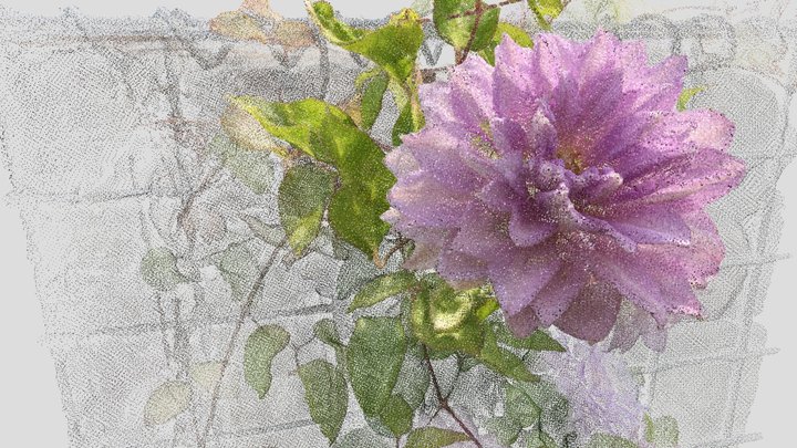クレマチス (clematis) 3D Model