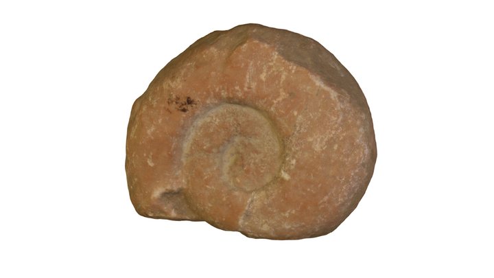 ammonites curso UBU 3D Model