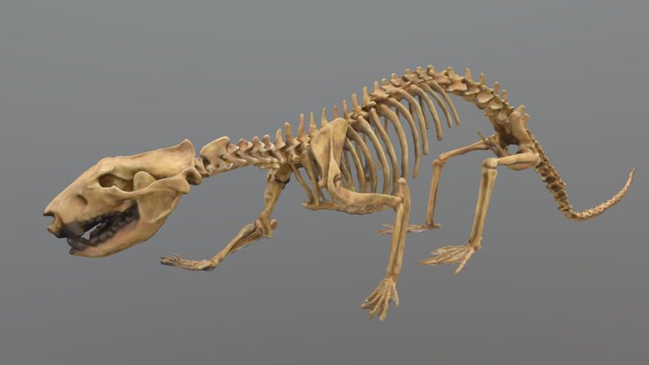 ディデルフォドン 3D Model