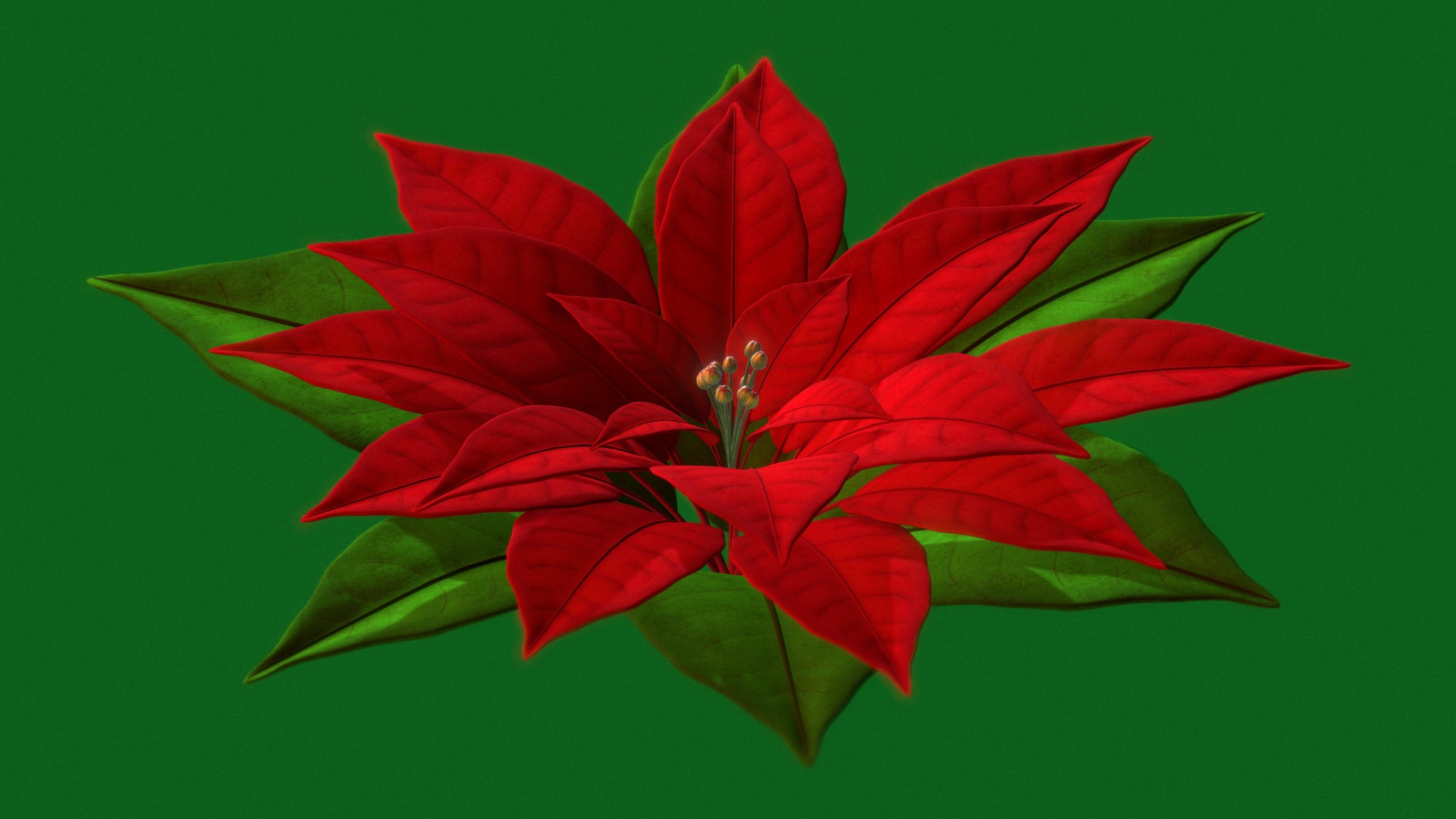 3D model NOCHE BUENA - This is a 3D model of the NOCHE BUENA. The 3D model is about a red flower with green leaves.