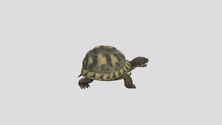 Hide-the-turtle 3D Model