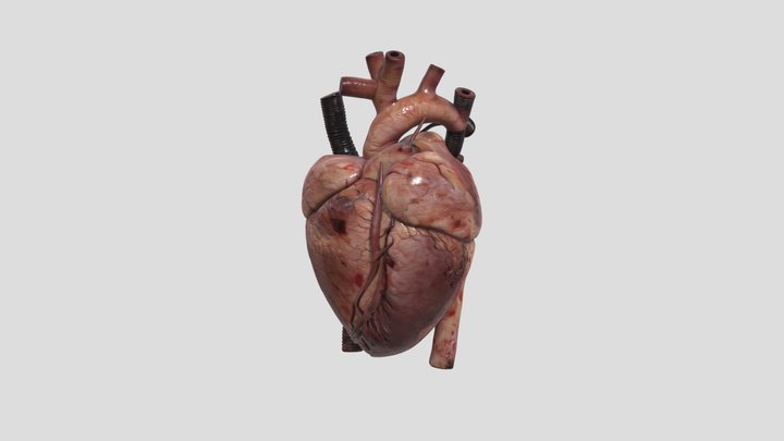 Rabbit Heart 3D Model