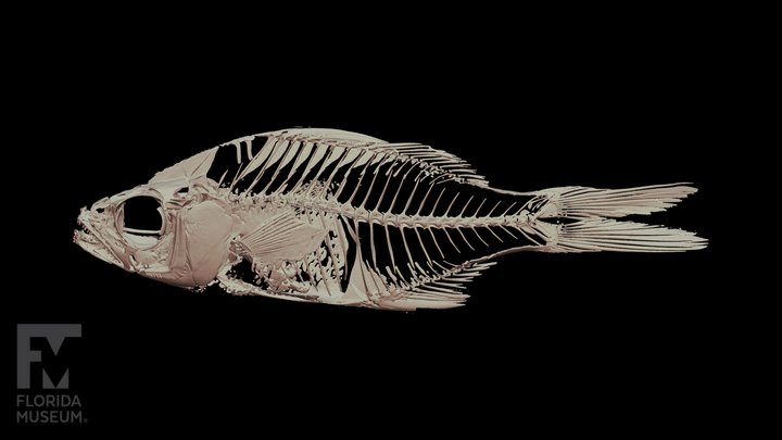 Glassfish 3D models - Sketchfab