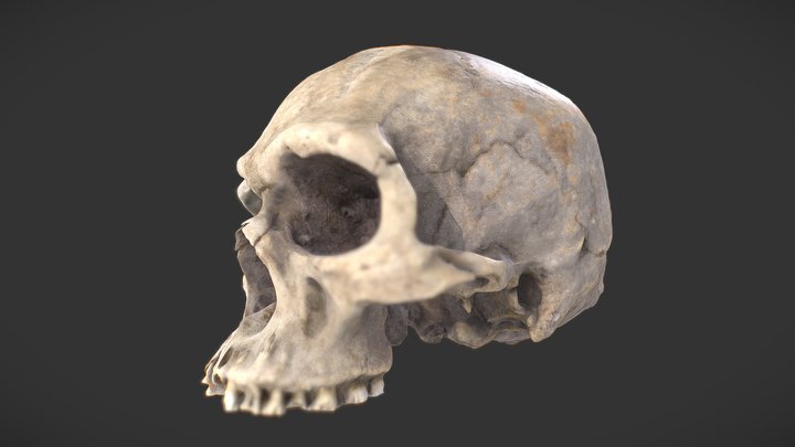 Bourke Skull 02 03 3D Model